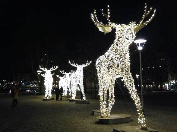 Moose in lights